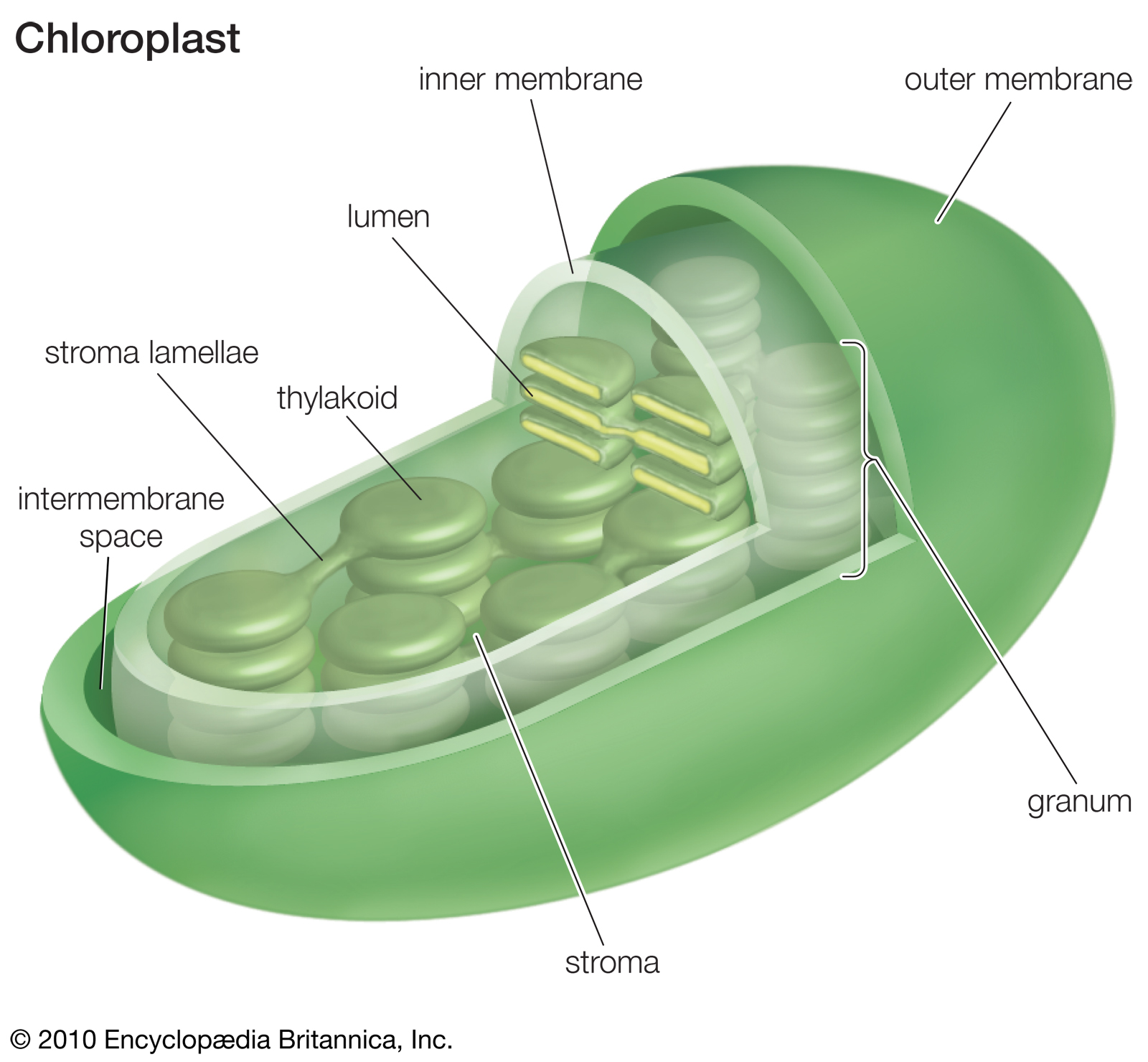 Within the chloroplast