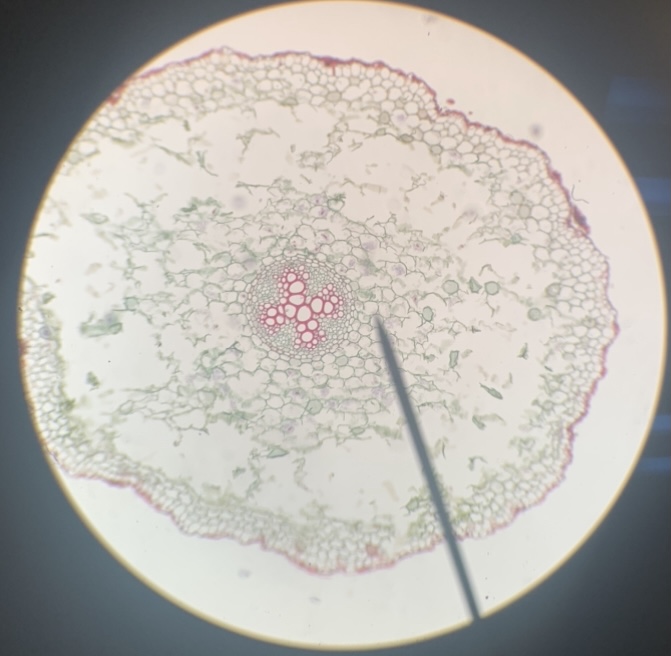 Dicot root 100x