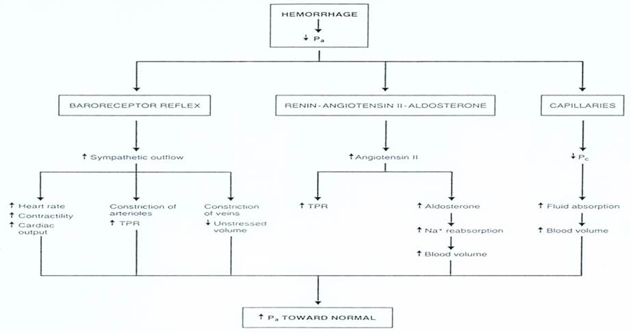 Cardiovascular Response to Hemorrhage