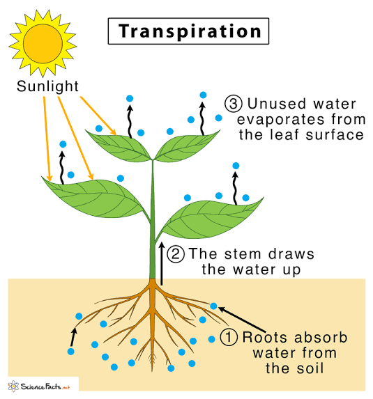 Transpiration: the evaporation of water from the leaves of a plant