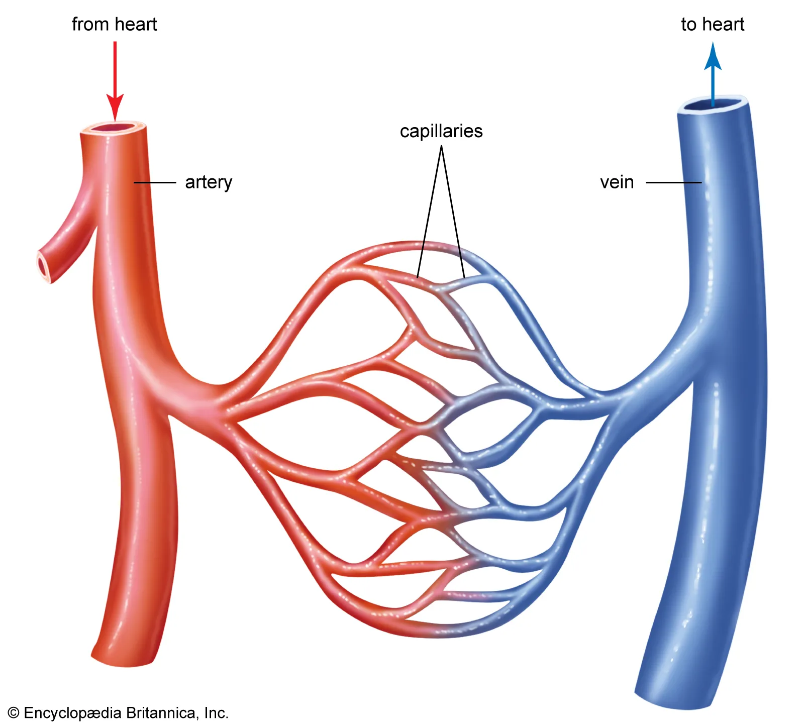 Arteries