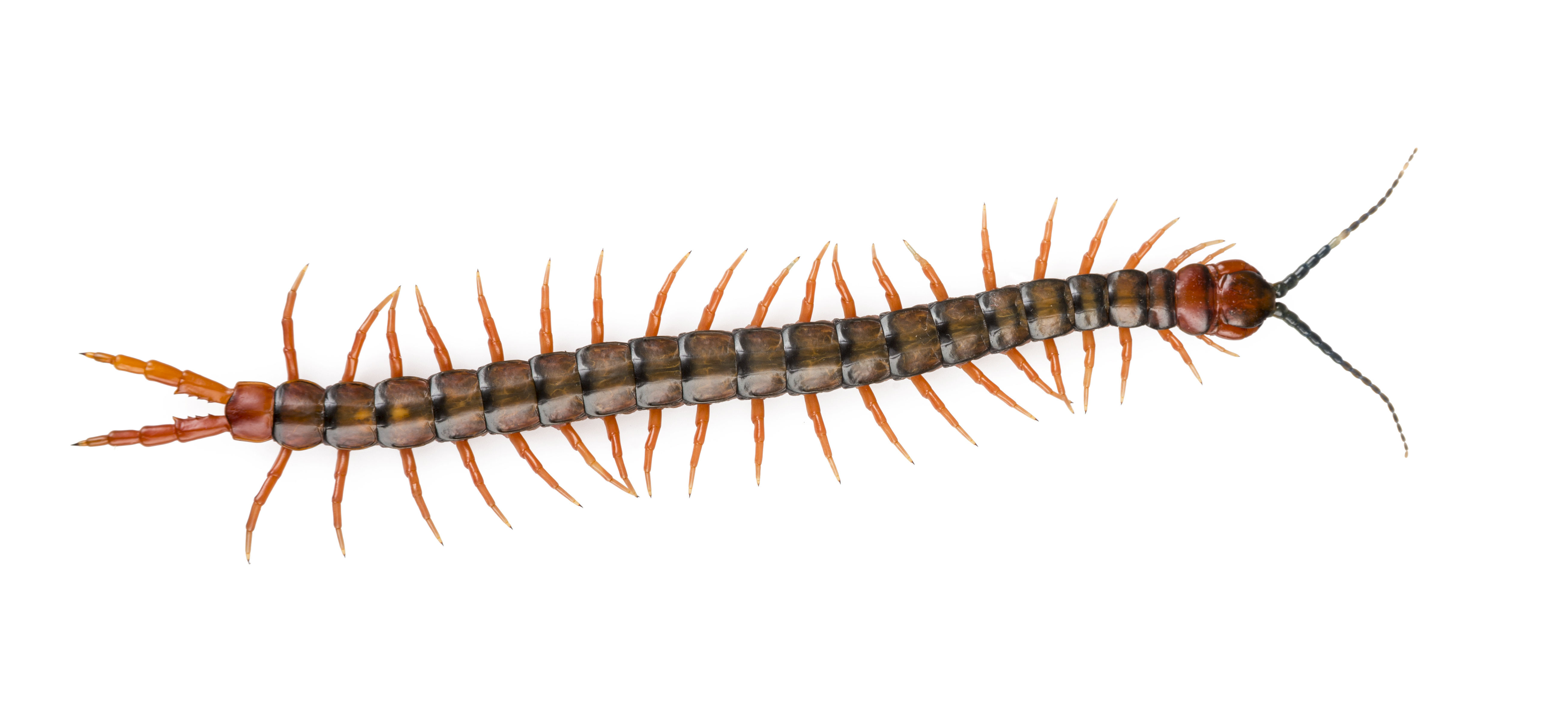 Centipede