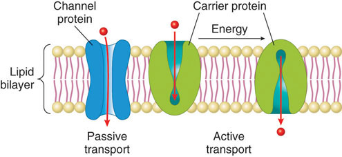 Transport proteins