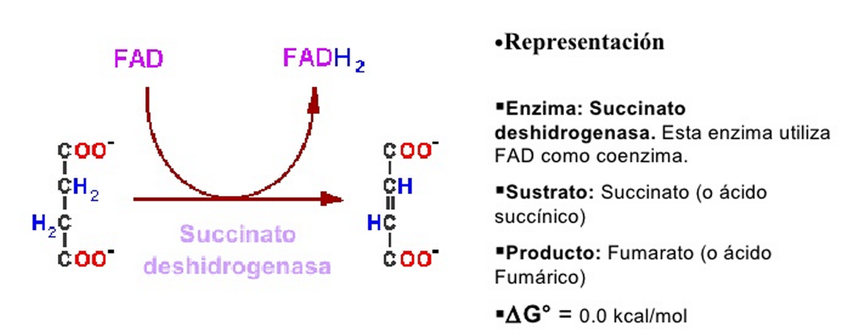 Oxidación de SUCCINATO a FUMARATO