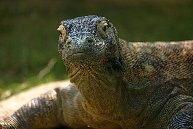 komodo dragon