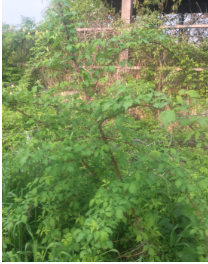 Rubus occidentalis 
(Black Raspberry)