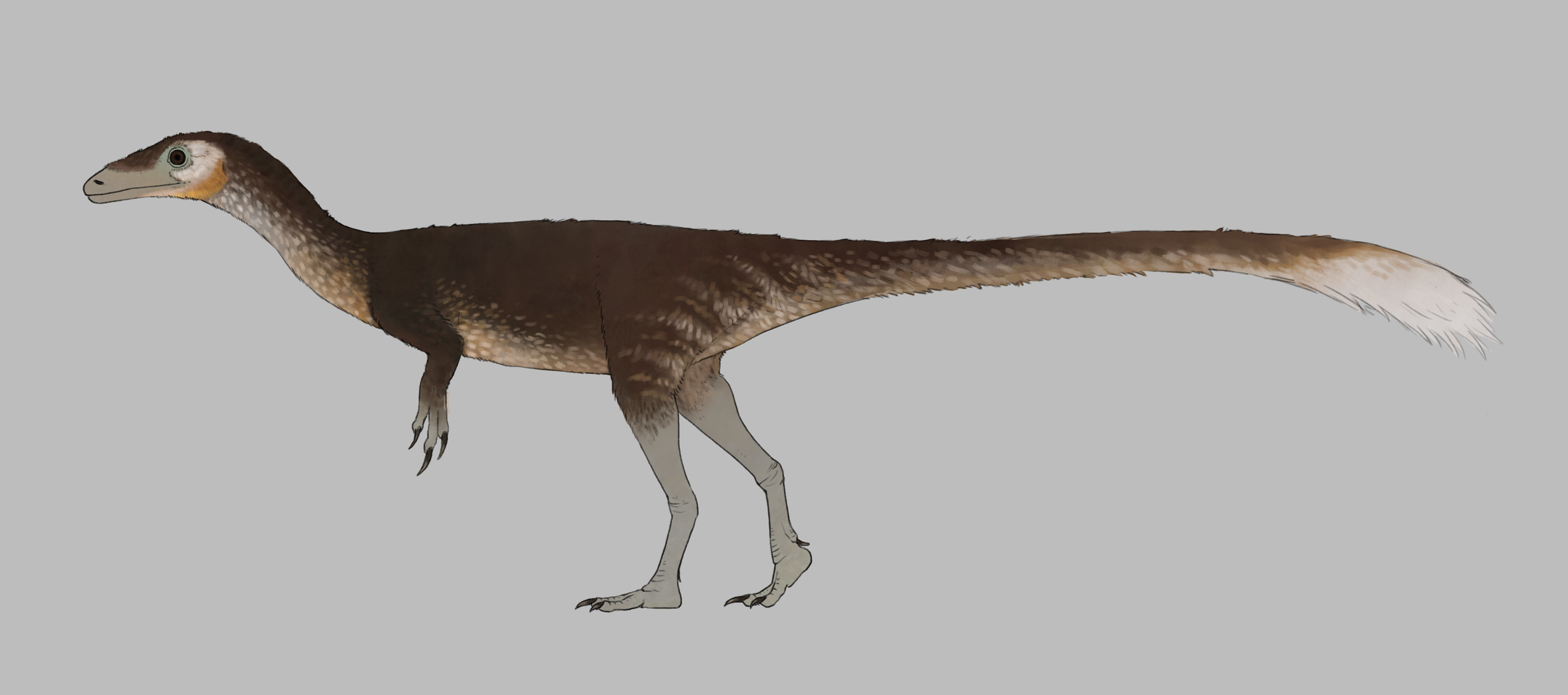 Compsognathus longipes