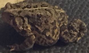 Anaxyrus americanus (American Toad)