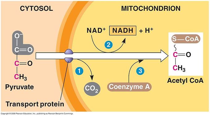 2. Pyruvate Oxidation: Pyruvate molecules break down into Acetyl-CoA and CO2 is produced