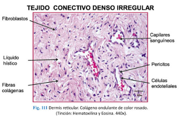 LLANOS , J. ; ZILVETTY , E. (2019)