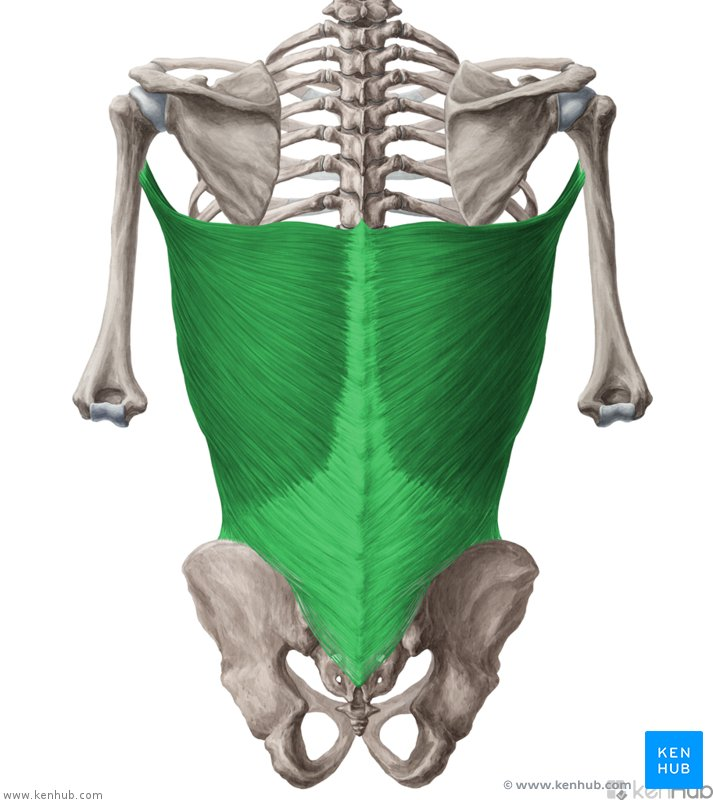 Dorsal ancho