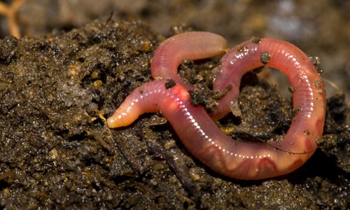 Representative Species: 
- Earthworms