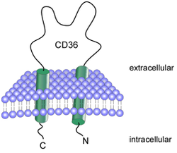 CD36