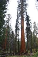 Giant sequoia