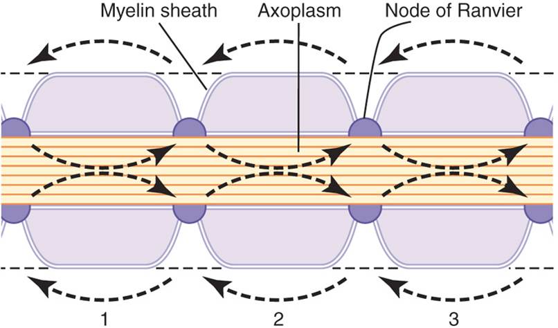 SALTATORY CONDUCTION