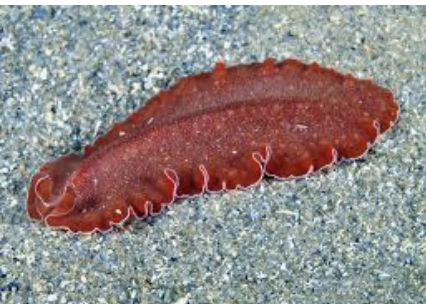 Ex. Flatworm