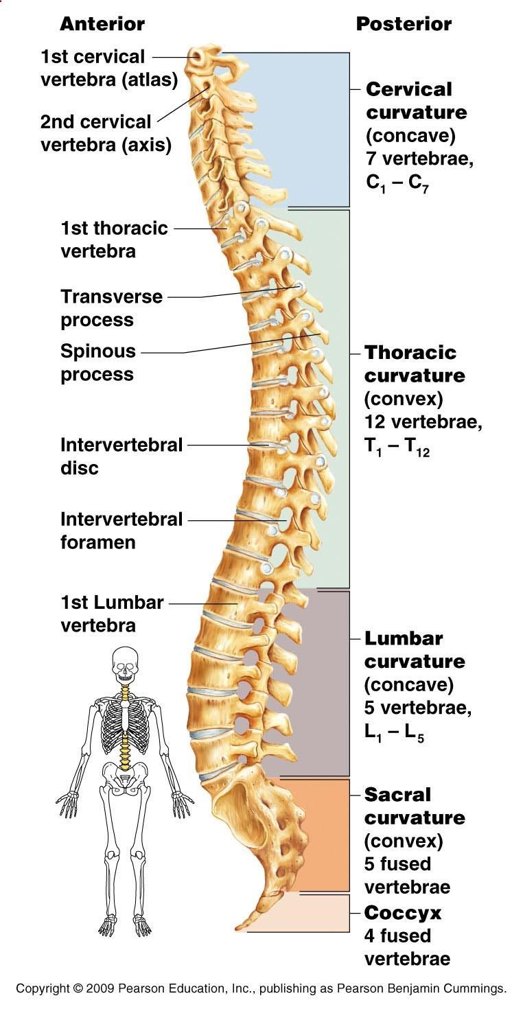 vertebrae