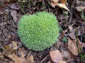 Representative Specie:
- Pincushion Moss