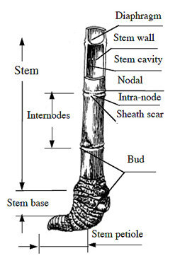 NODES AND INTERNODS