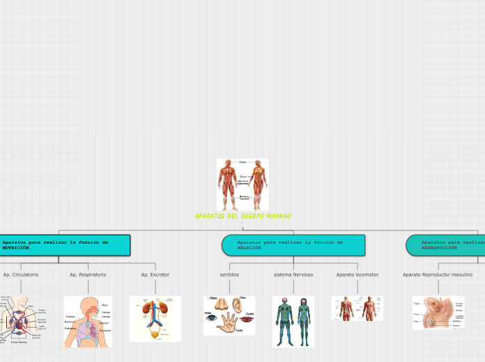 APARATOS DEL CUERPO HUMANO - Mapa Mental