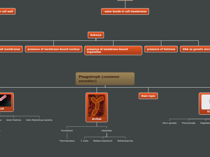 Phagotroph (common ancestor) - Mind Map