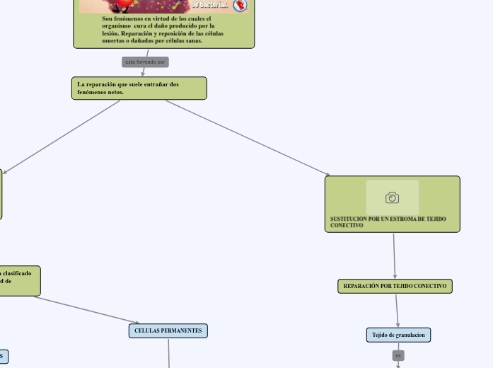 cicatrizacion cicatrizacion