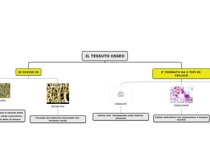 IL TESSUTO OSSEO - Mappa Mentale