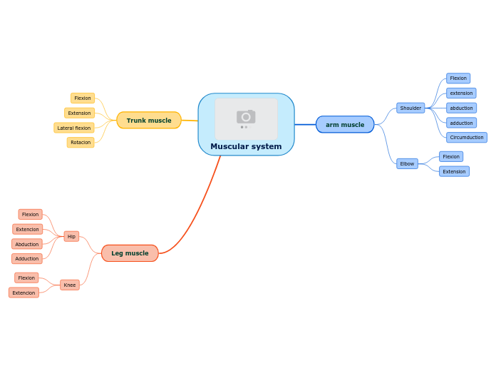 Muscular system - Mind Map