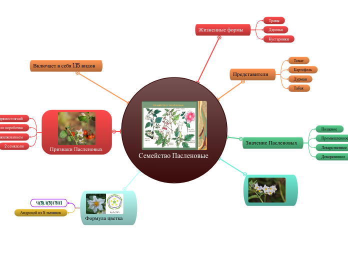 Семейство Пасленовые  - Мыслительная карта