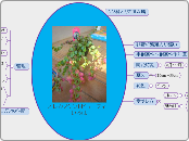 オレガノケントビューティー いろは