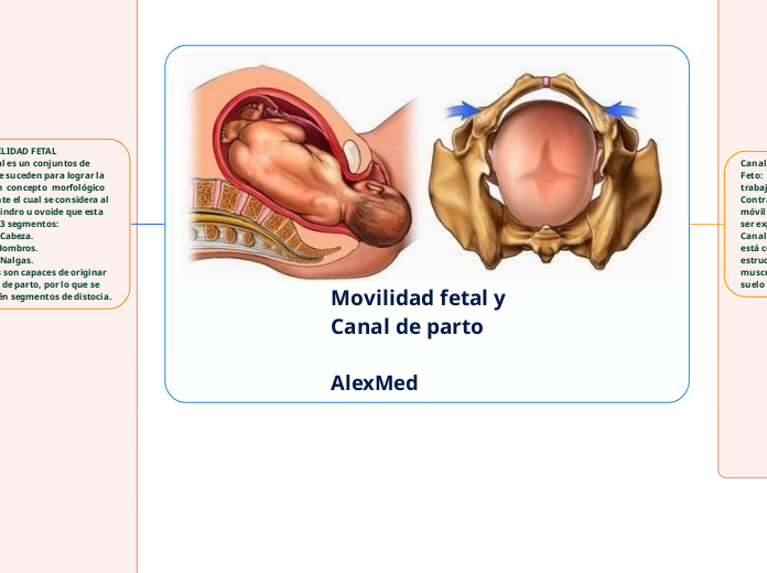 Movilidad fetal y Canal de parto 
                                    AlexMed         