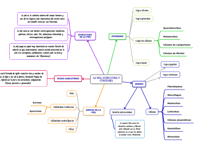 LA PIEL: ESTRUCTURA Y FUNCIONES - Mapa Mental