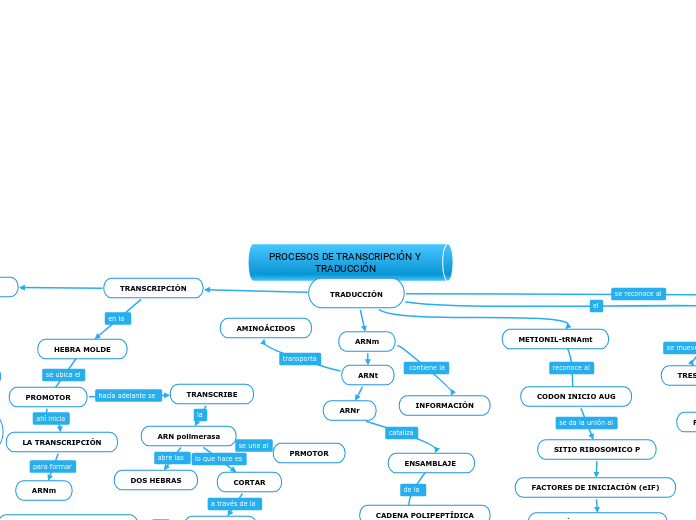 PROCESOS DE TRANSCRIPCIÓN Y TRADUCCIÓN - Mapa Mental