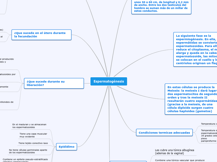 Espermatogénesis - Mapa Mental