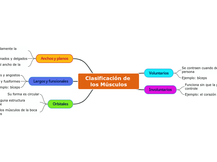 Clasificación de los Músculos