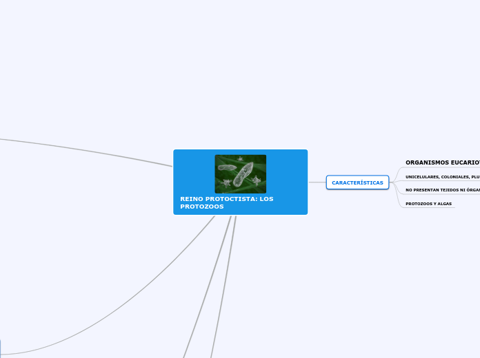 REINO PROTOCTISTA: LOS PROTOZOOS
