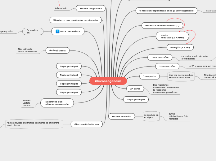 Gluconeogenesis - Mapa Mental