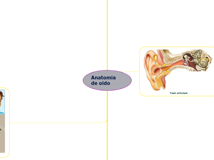 Anatomia de oido - Mapa Mental