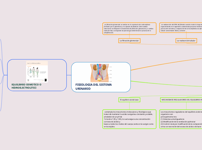 FISIOLOGIA DEL SISTEMA URINARIO