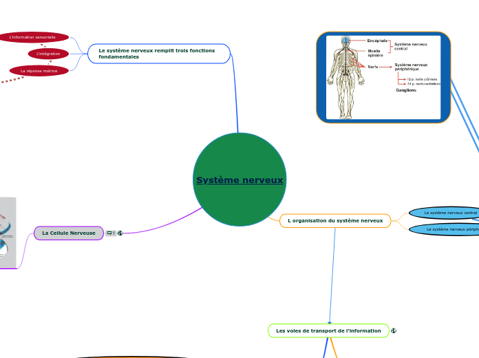 Système nerveux - Carte Mentale