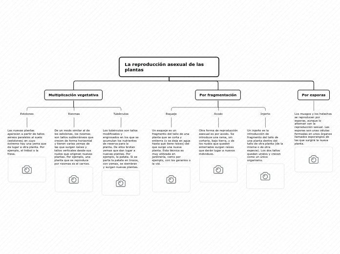 La reproducción asexual de las plantas