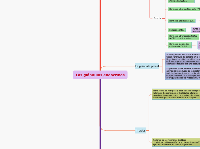 Las glándulas endocrinas