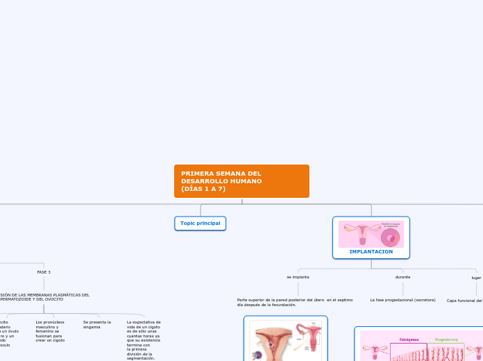 PRIMERA SEMANA DEL DESARROLLO HUMANO
(D...- Mapa Mental