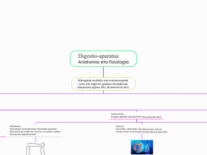 Digestio-aparatua:
Anatomia eta fisiologia - Mind Map