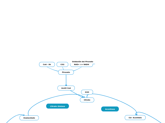 Oxidación del Piruvato
