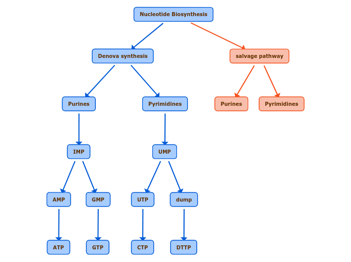 Nucleotide Biosynthesis - Mind Map