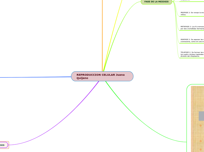 REPRODUCCION CELULAR Juana Quijano - Mapa Mental