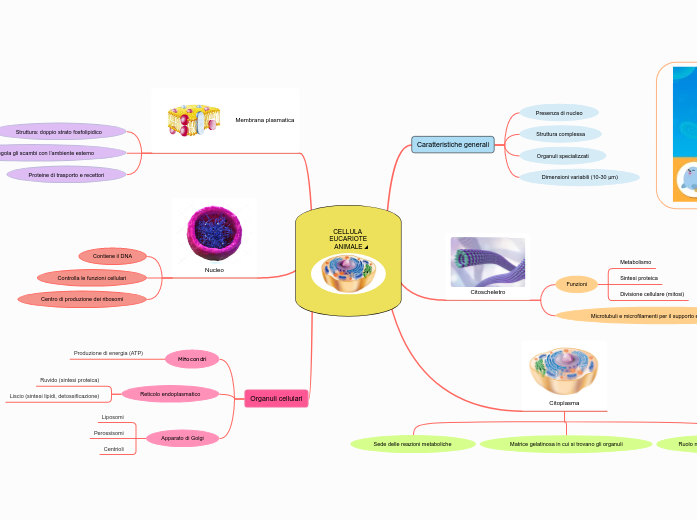 CELLULA EUCARIOTE ANIMALE