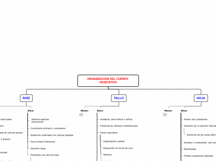 ORGANIZACIÓN DEL CUERPO VEGETATIVO - Mapa Mental