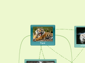 Tiger - Mind Map